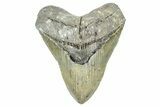 Fossil Megalodon Tooth - North Carolina #371650-1
